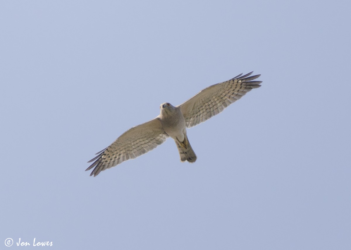 Şikra - ML645259234