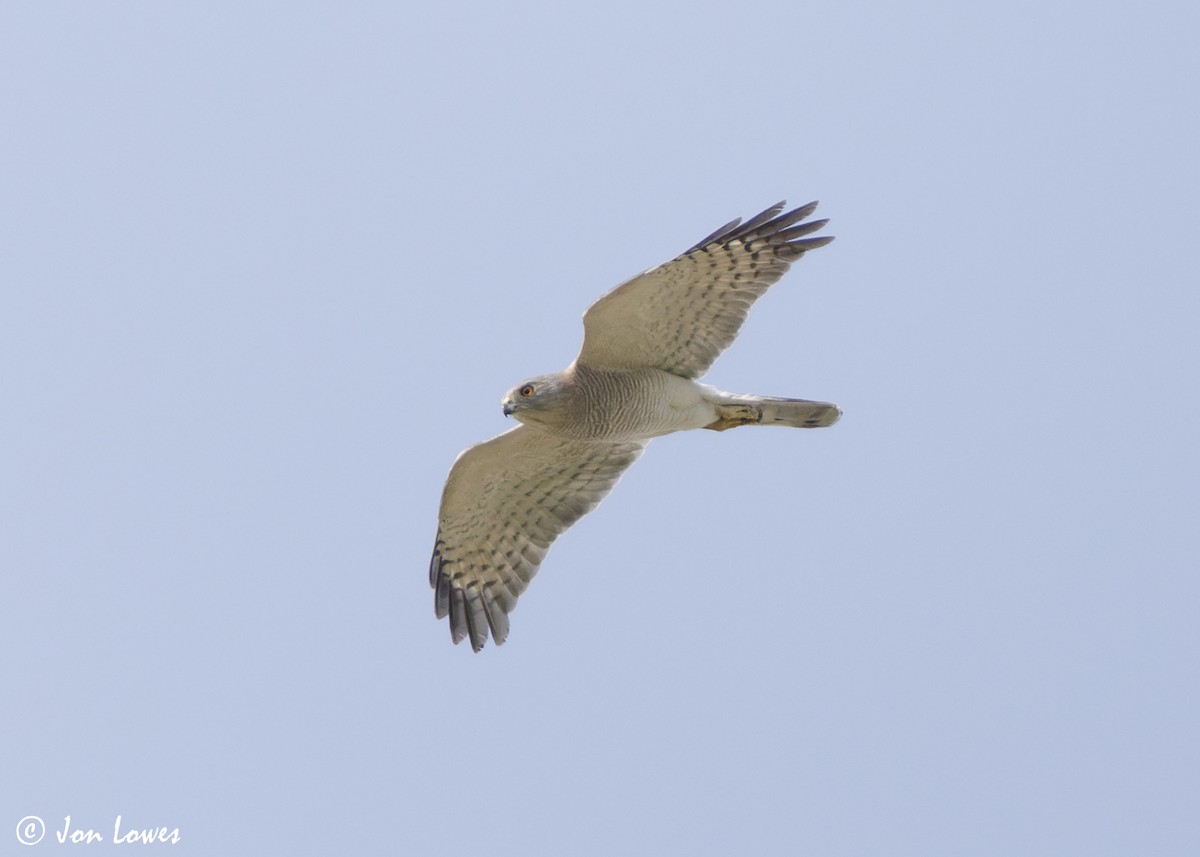 Şikra - ML645259235