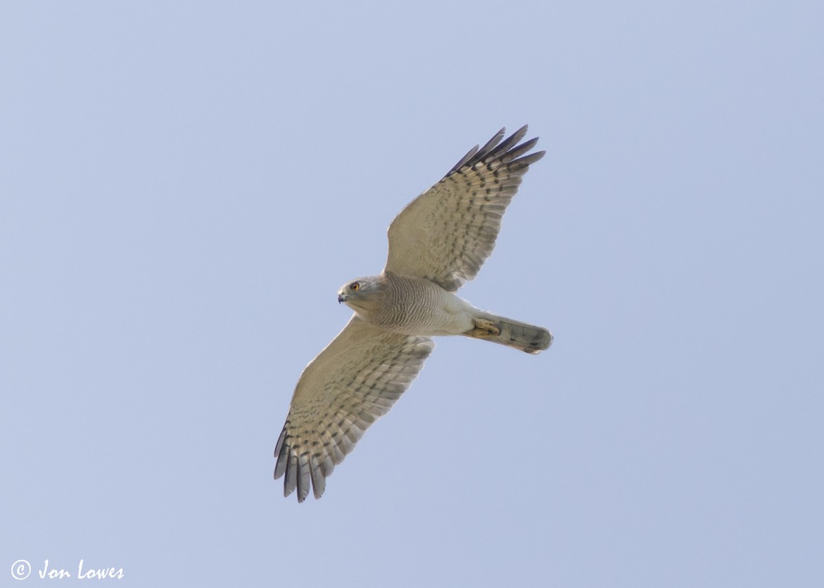 Şikra - ML645259236