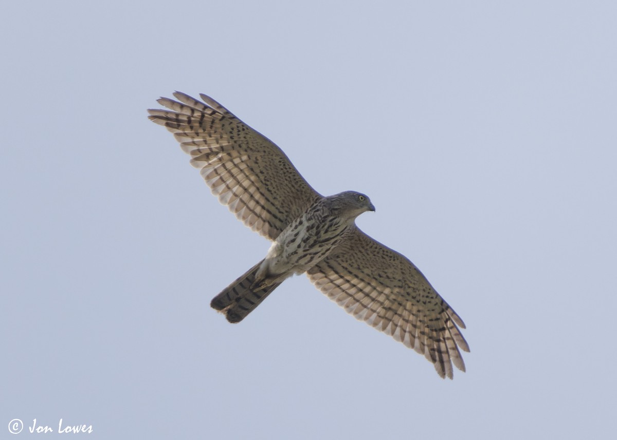 Şikra - ML645259237