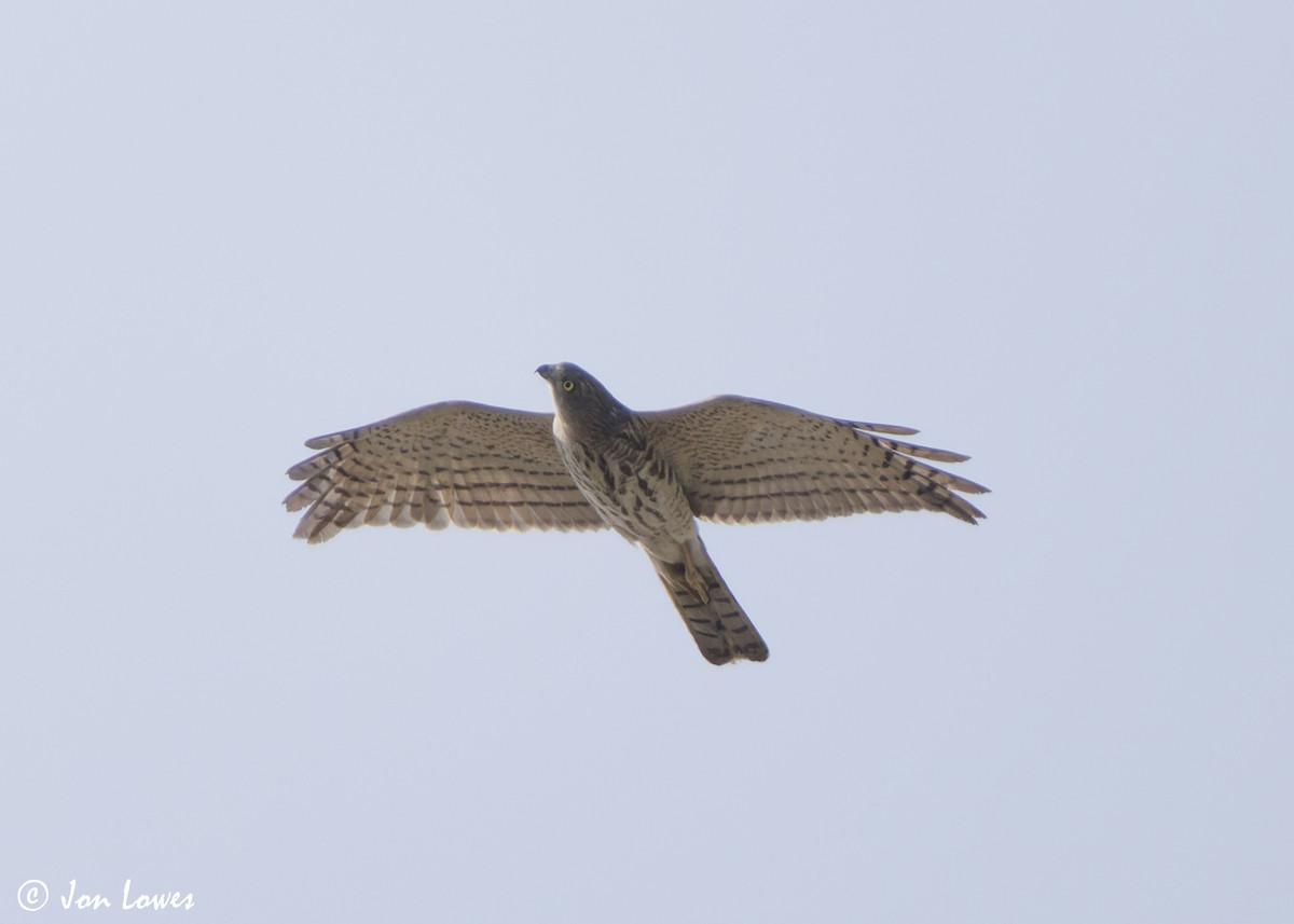 Şikra - ML645259238