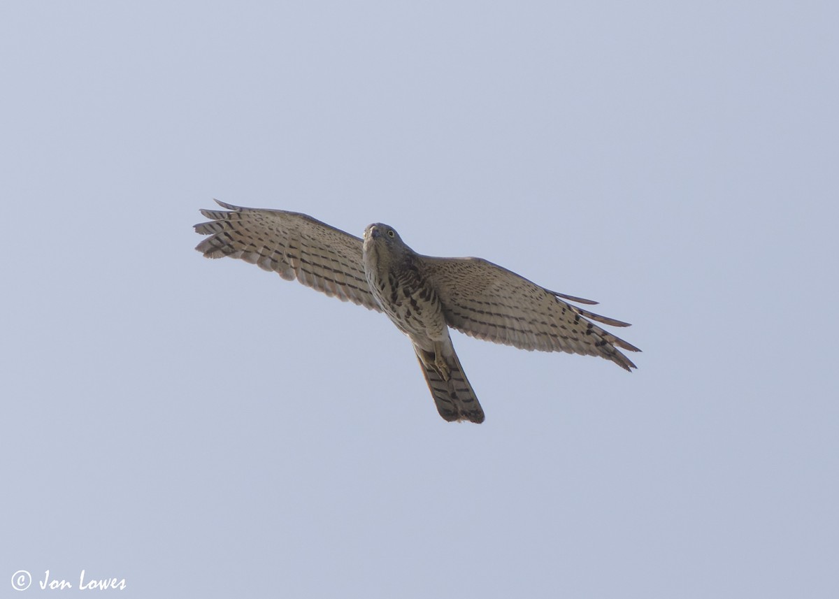 Şikra - ML645259239