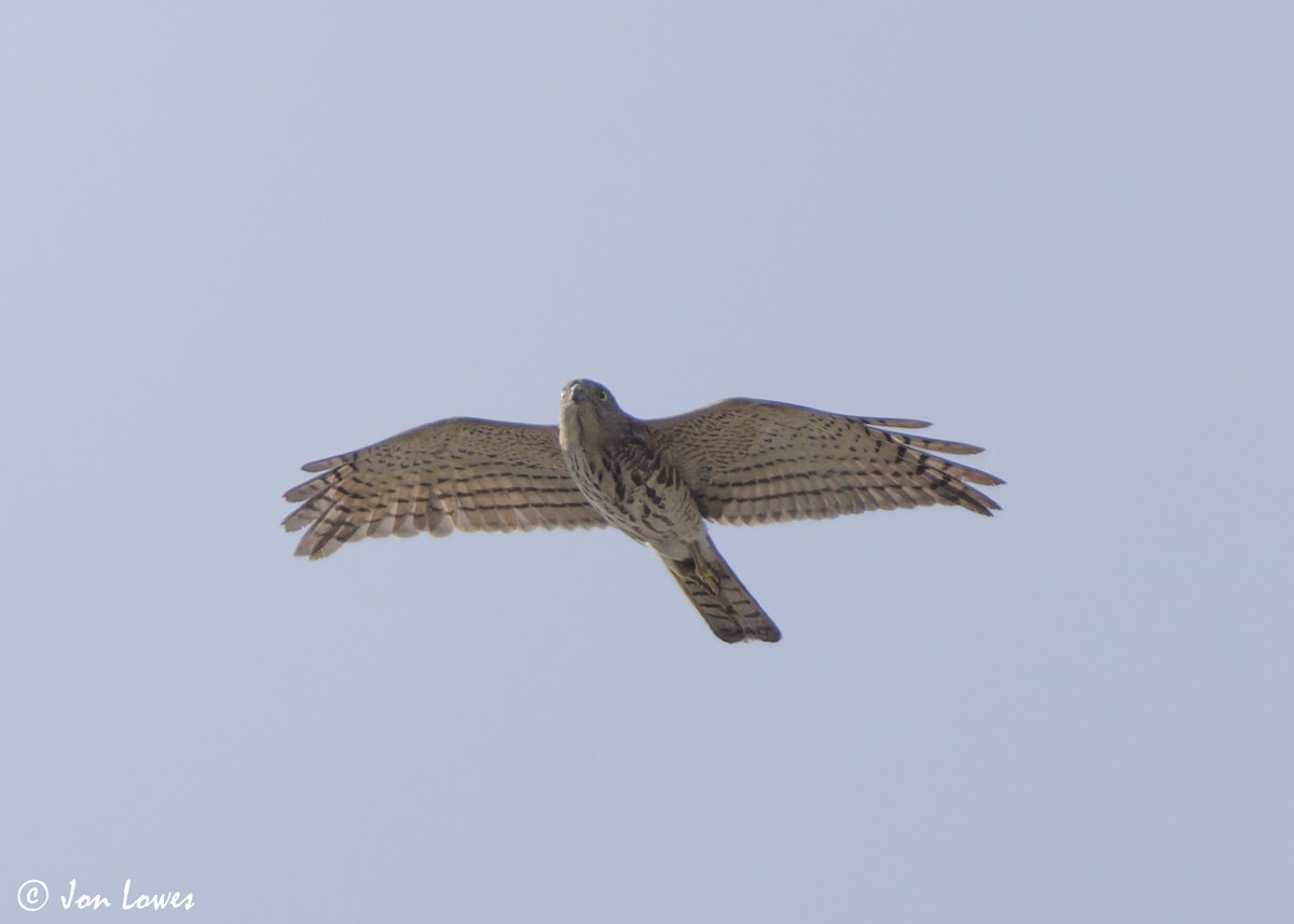 Şikra - ML645259241