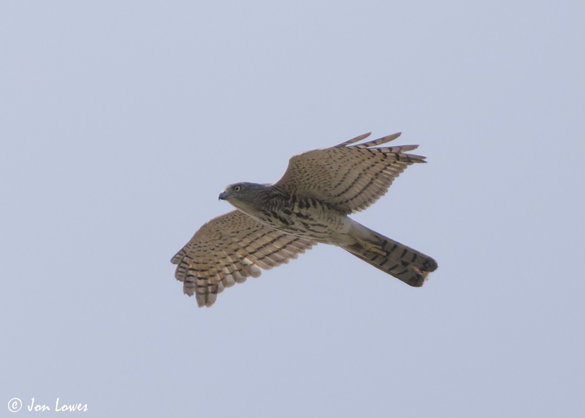 Şikra - ML645259242