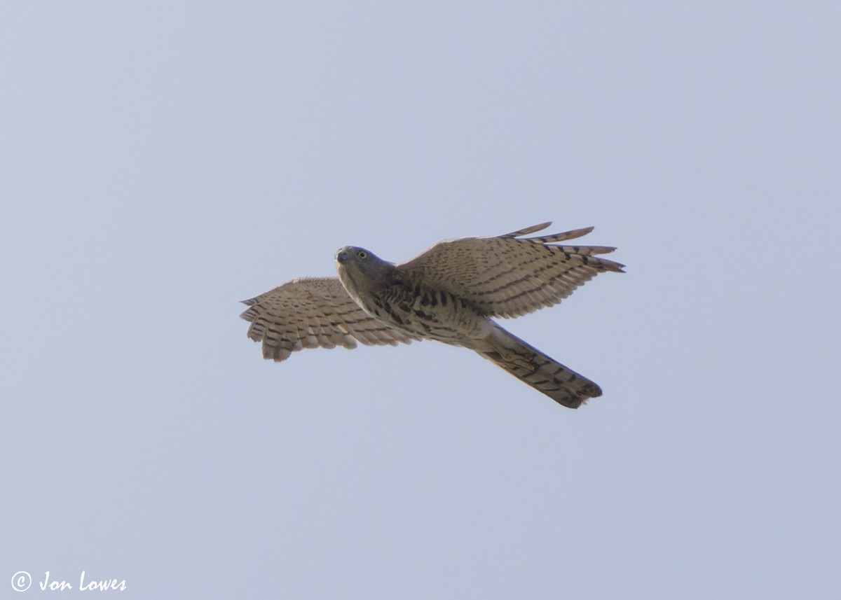 Şikra - ML645259243