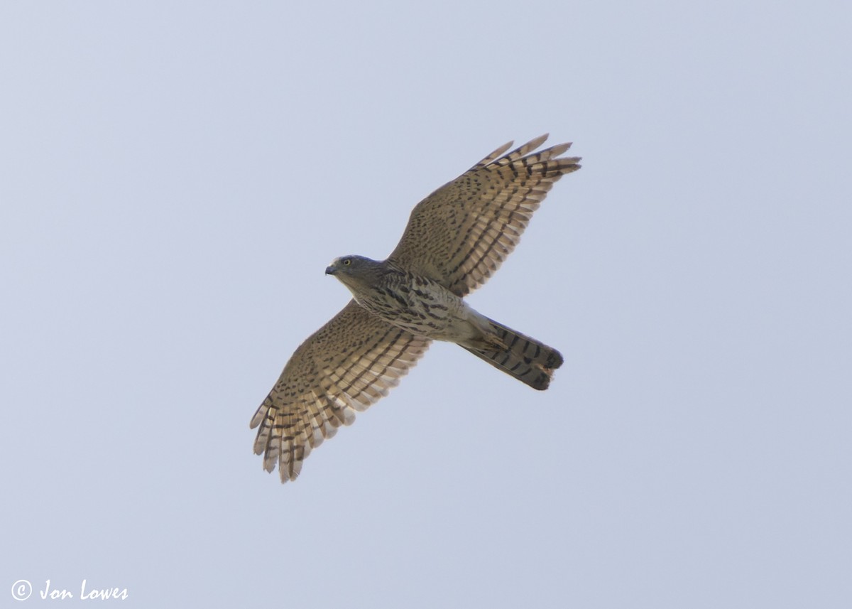 Şikra - ML645259244