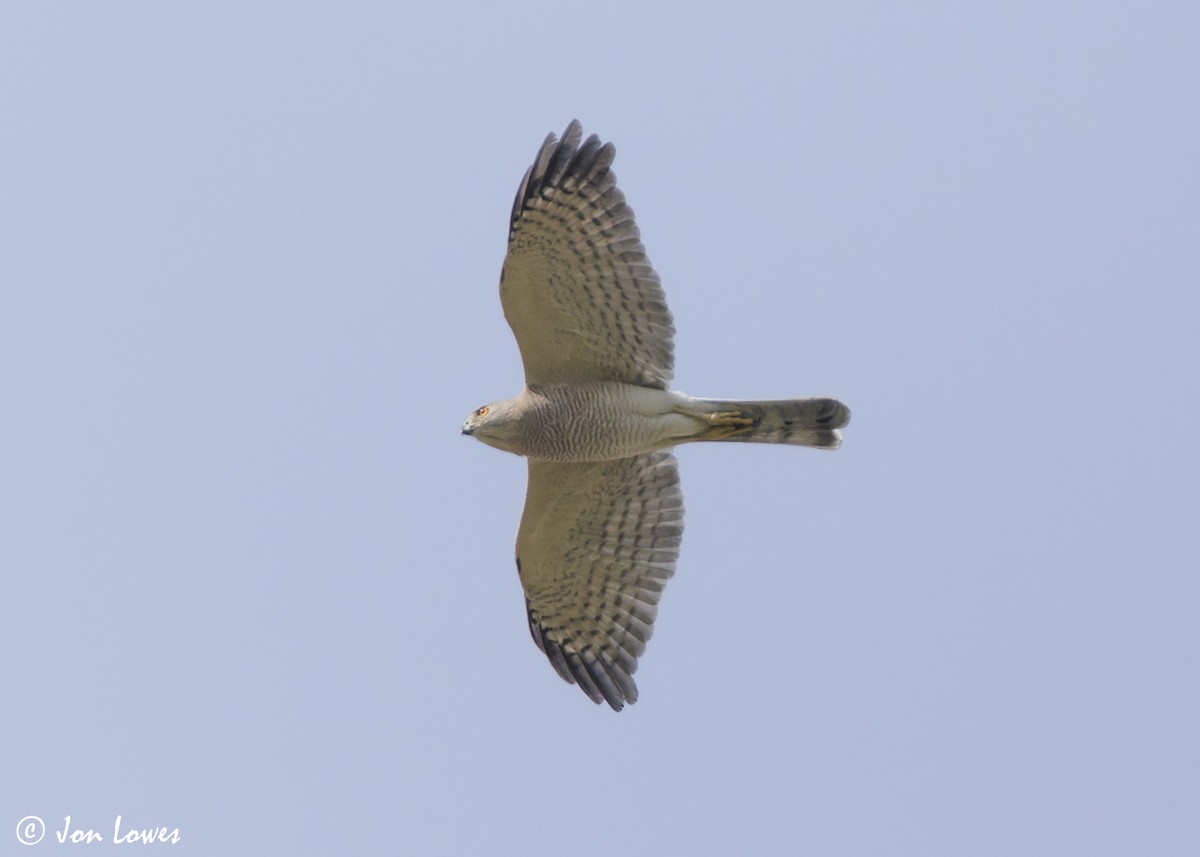 Şikra - ML645259245