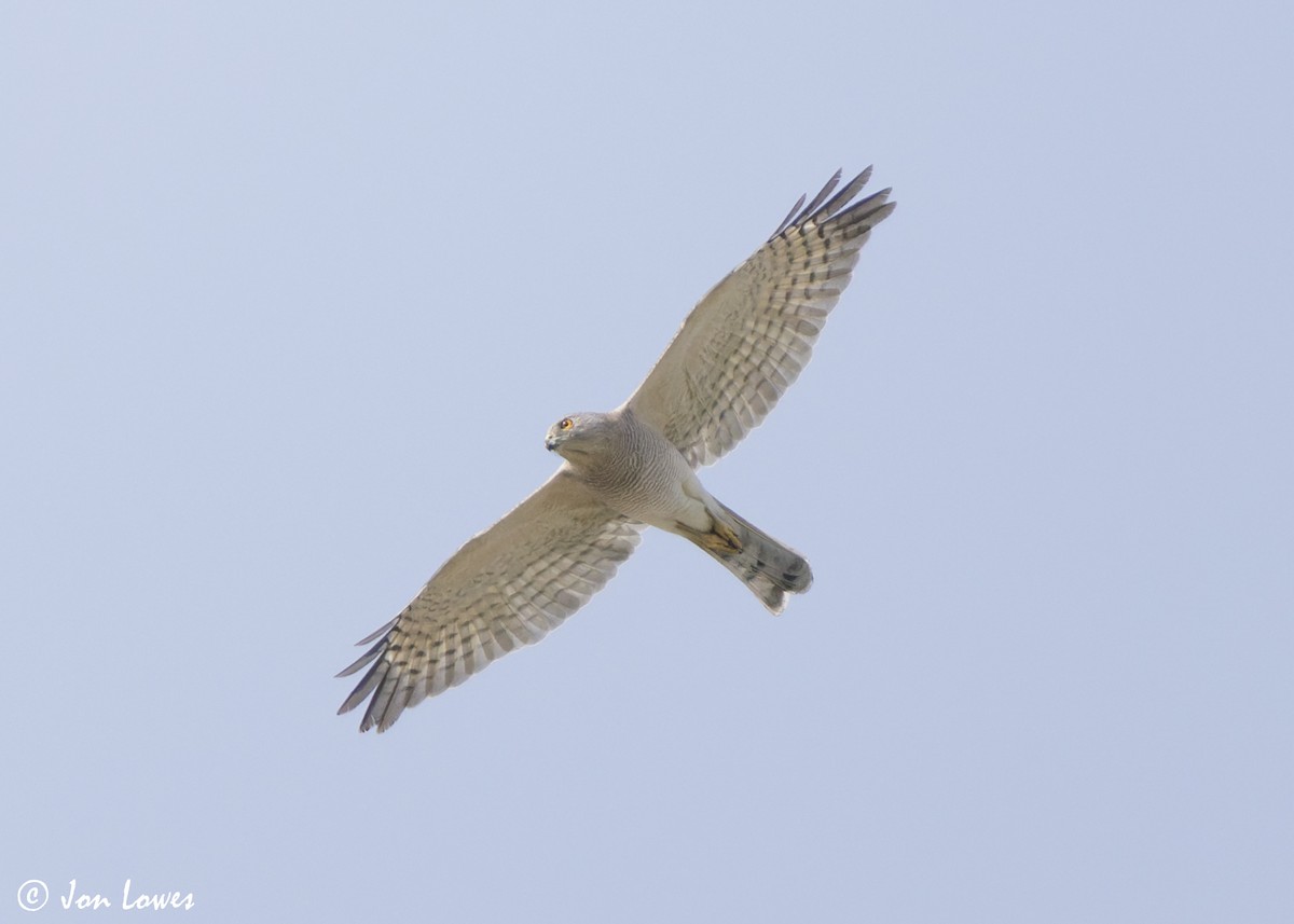 Şikra - ML645259246