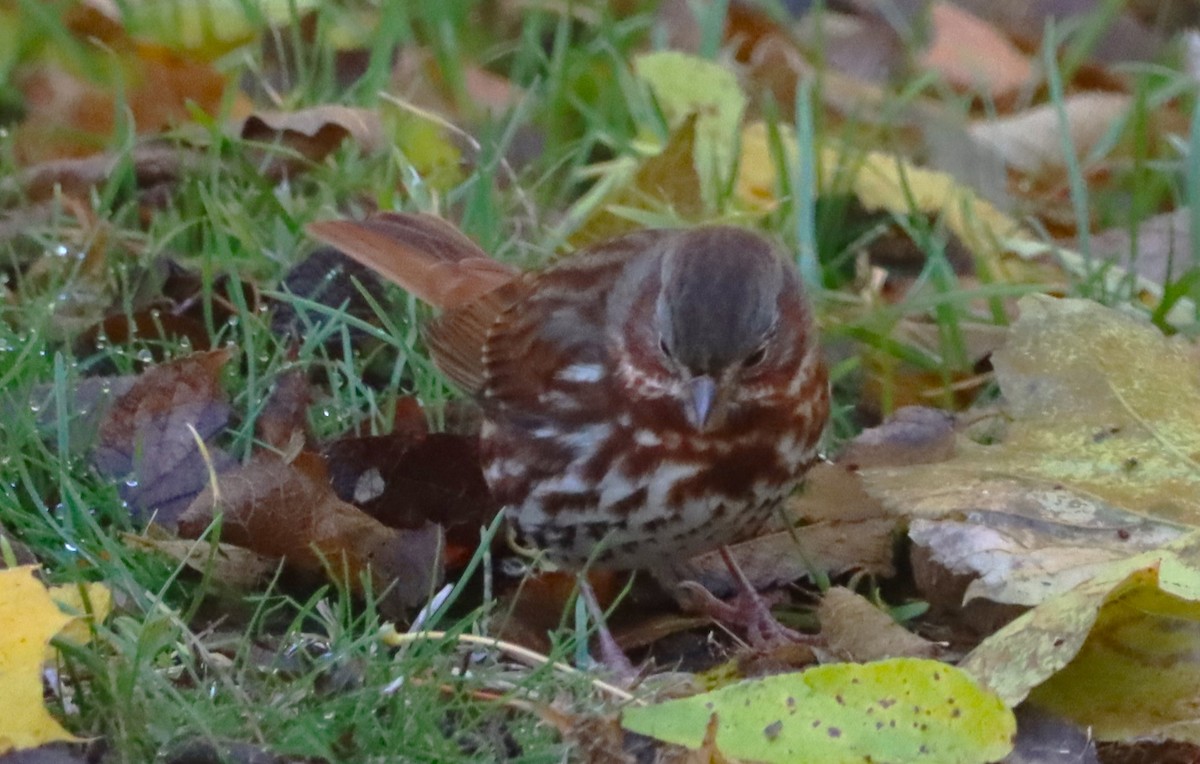 Tilki Renkli Serçe - ML645259247