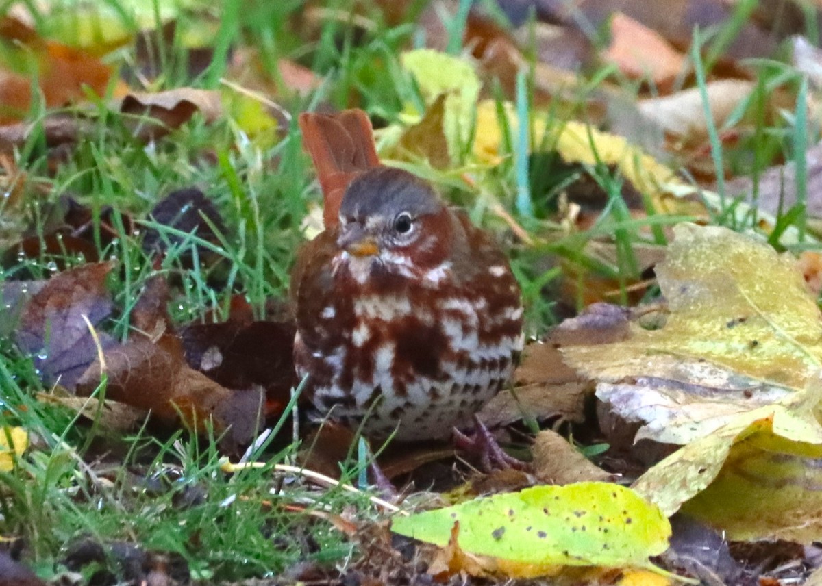 Tilki Renkli Serçe - ML645259248