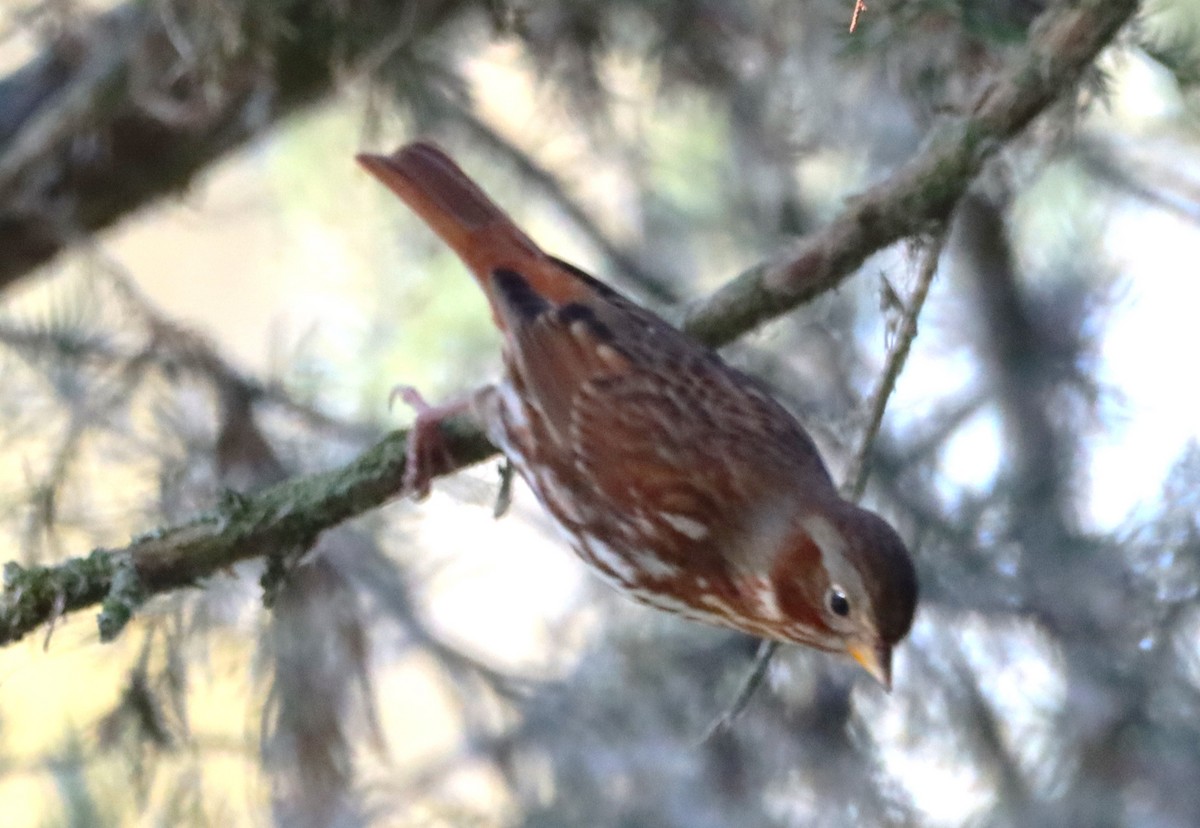 Tilki Renkli Serçe - ML645259249