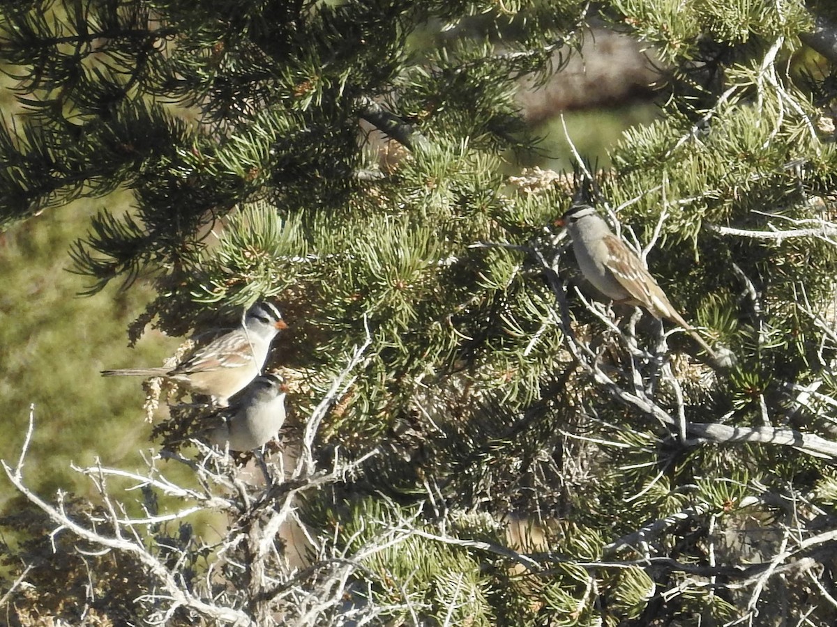 Porsuk Serçesi - ML645259250