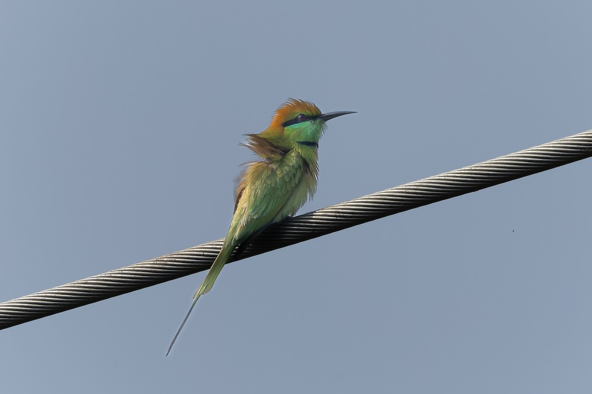 Asya Yeşil Arıkuşu - ML645259252