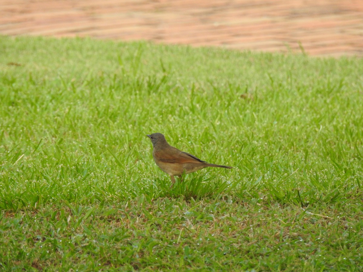 Soluk Göğüslü Ardıç - ML645259253