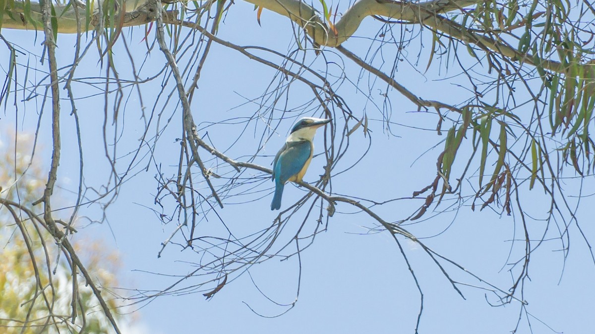 Kutsal Yalıçapkını - ML645259254