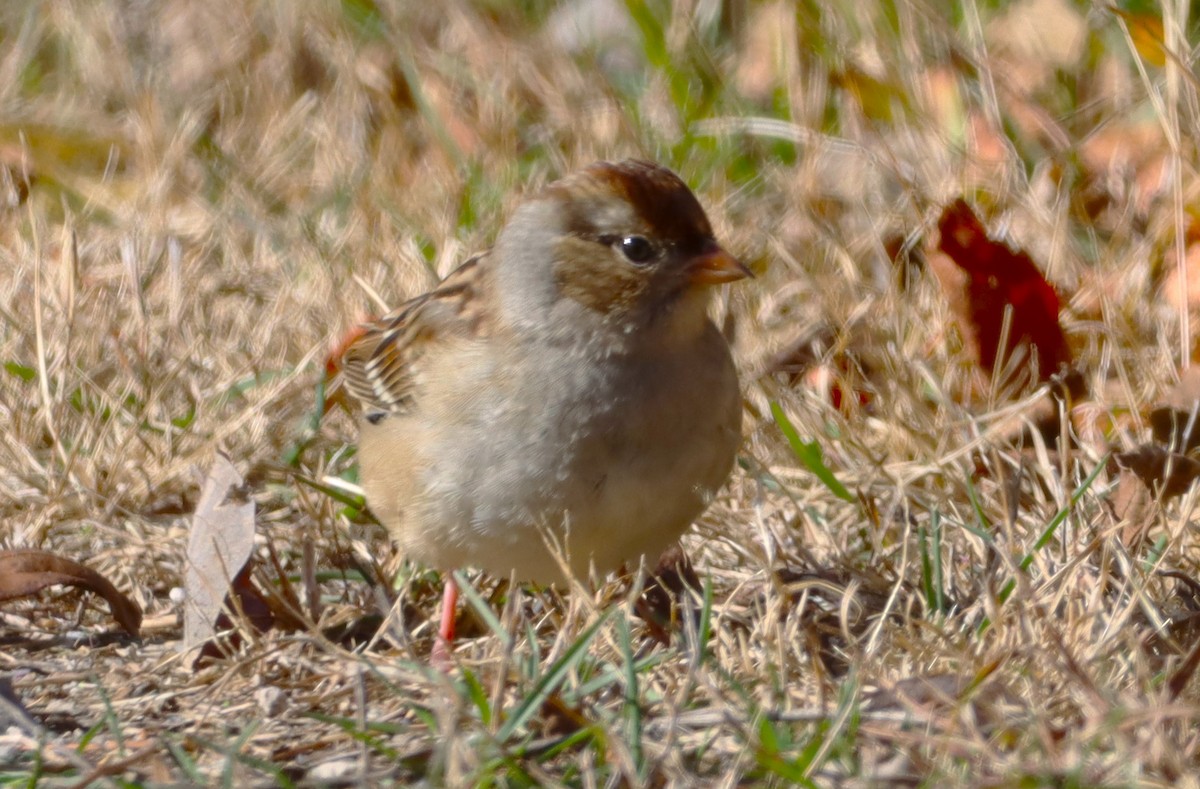 Porsuk Serçesi - ML645259255