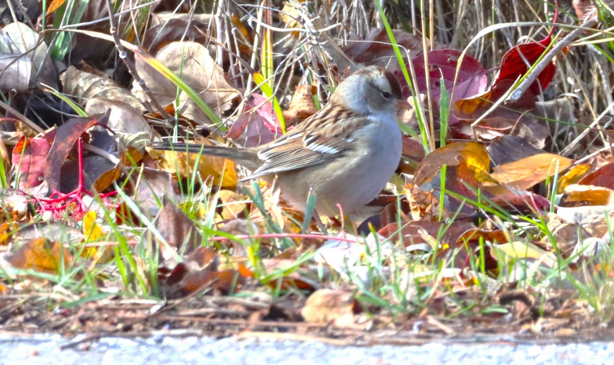 Porsuk Serçesi - ML645259256