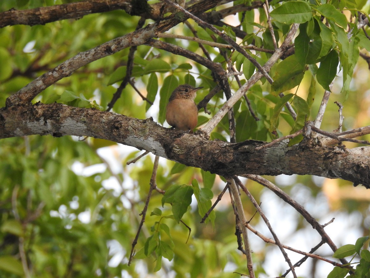 Southern House Wren - ML645259269