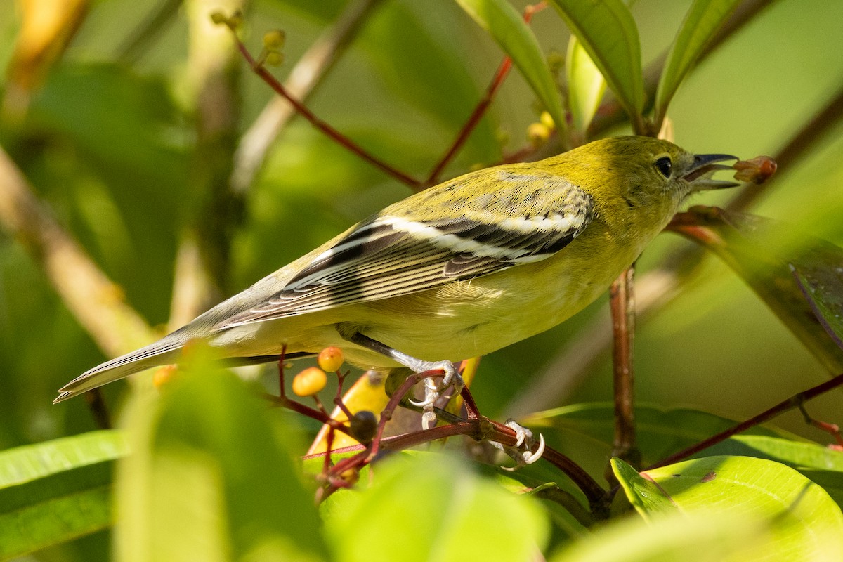 Пісняр-лісовик каштановий - ML645259270