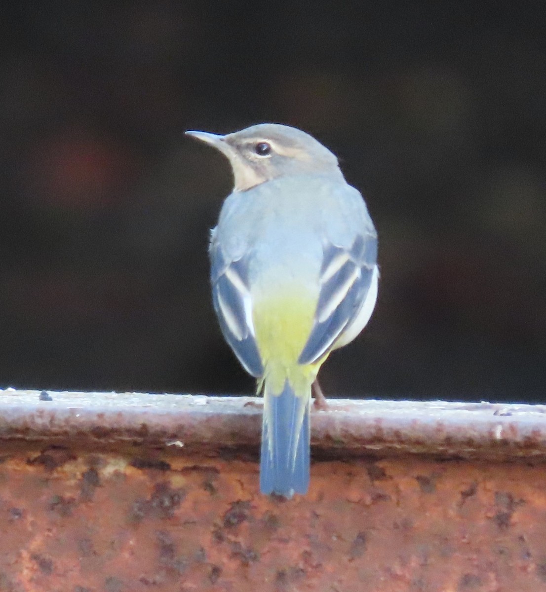 灰鶺鴒 - ML645259285