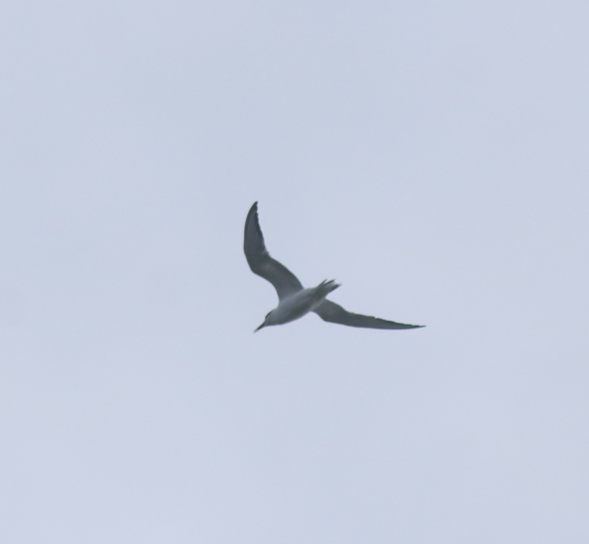 Common Tern - ML645259287
