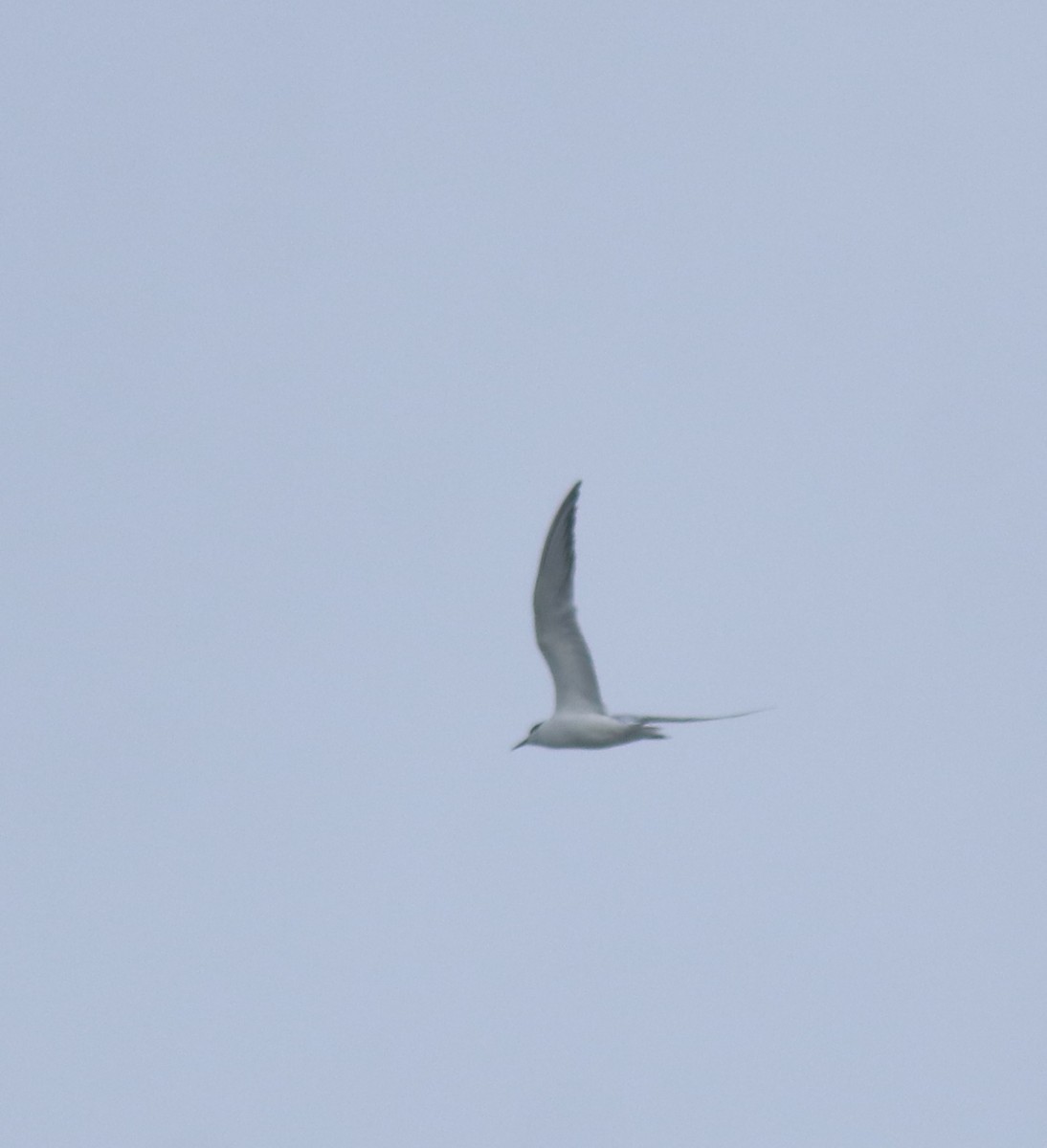 Common Tern - ML645259288