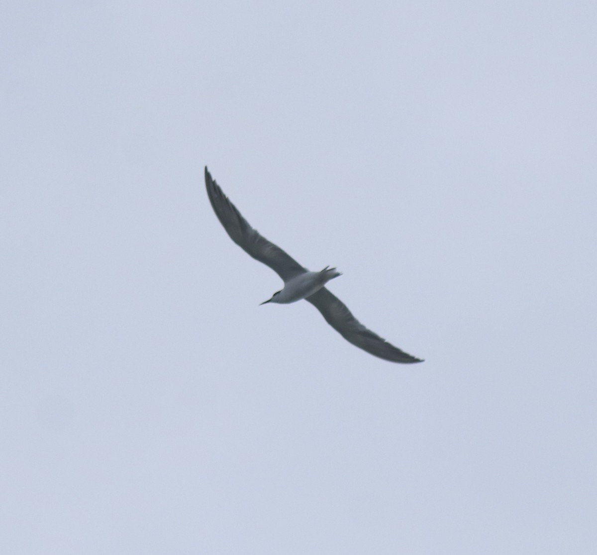 Common Tern - ML645259289