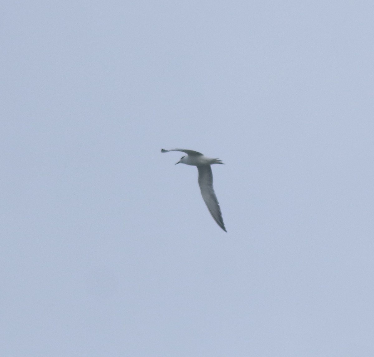 Common Tern - ML645259290