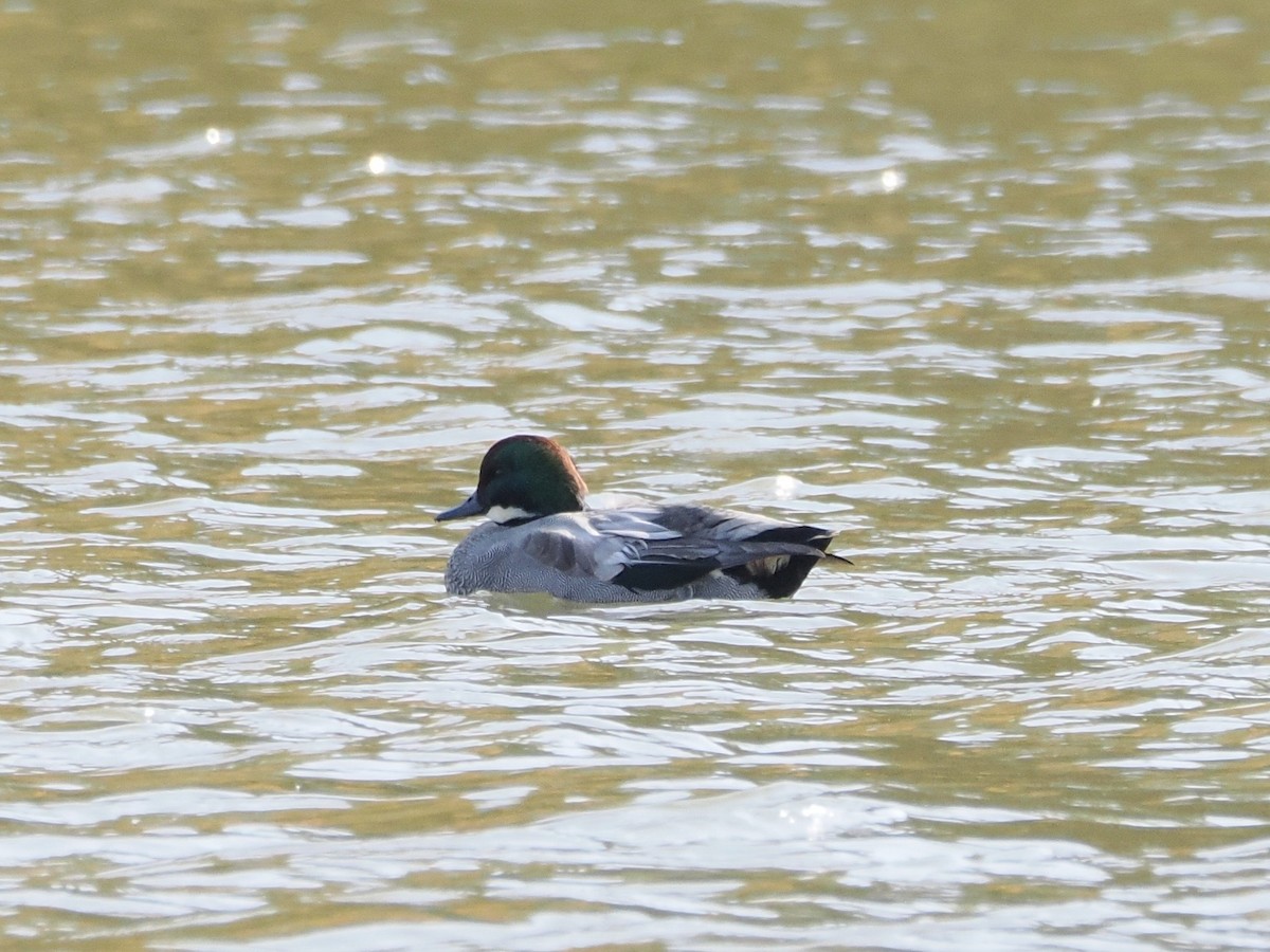 羅文鴨 - ML645259296