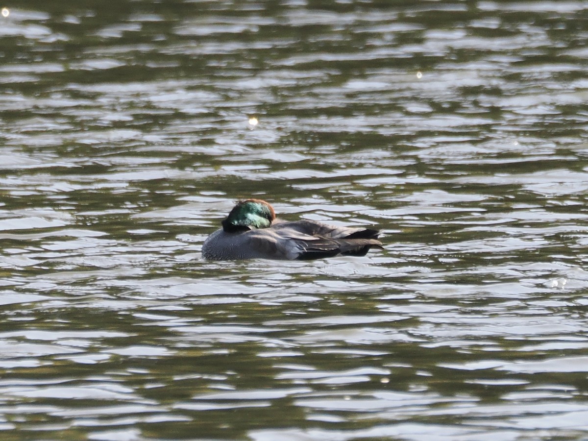 羅文鴨 - ML645259297