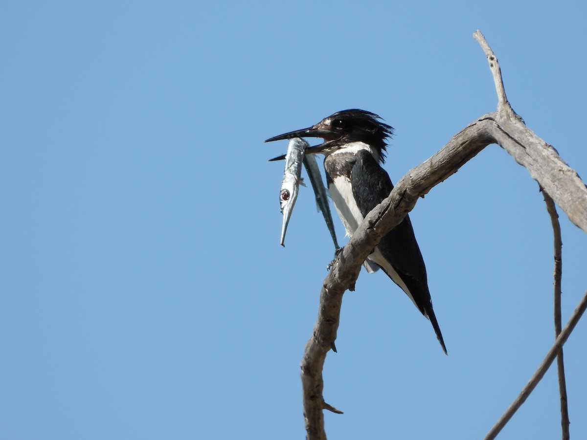 Опоясанный зимородок - ML645259304