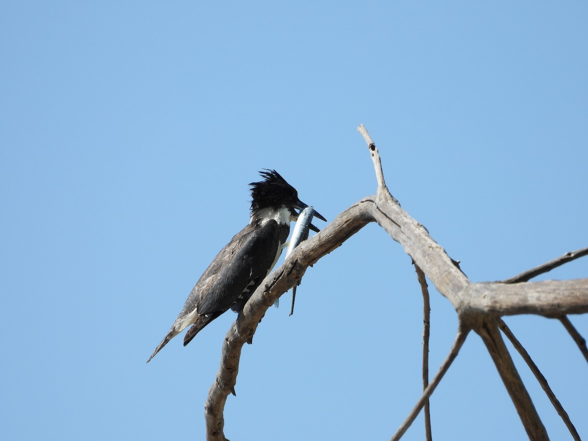 Опоясанный зимородок - ML645259305