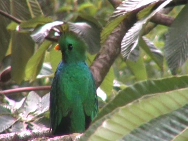 Resplendent Quetzal - ML64525931