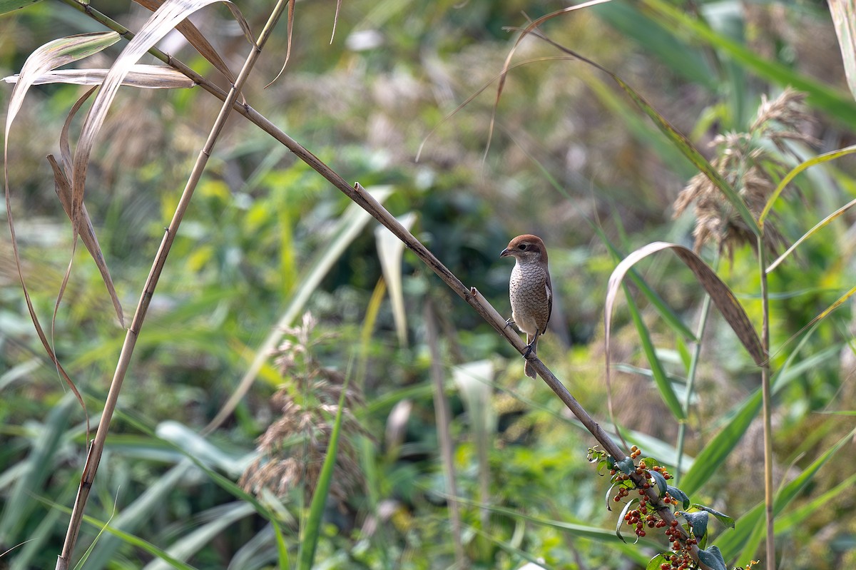 ťuhýk hlavatý - ML645259310