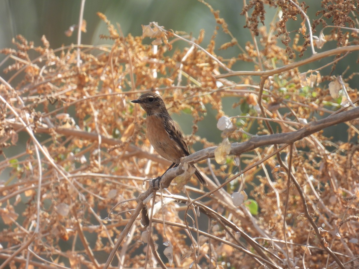 European Stonechat - ML645259312