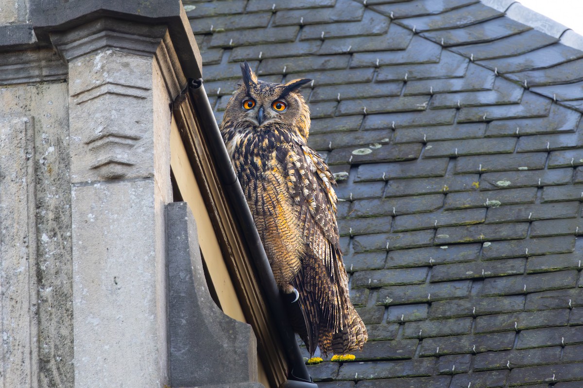 Eurasian Eagle-Owl - ML645259341