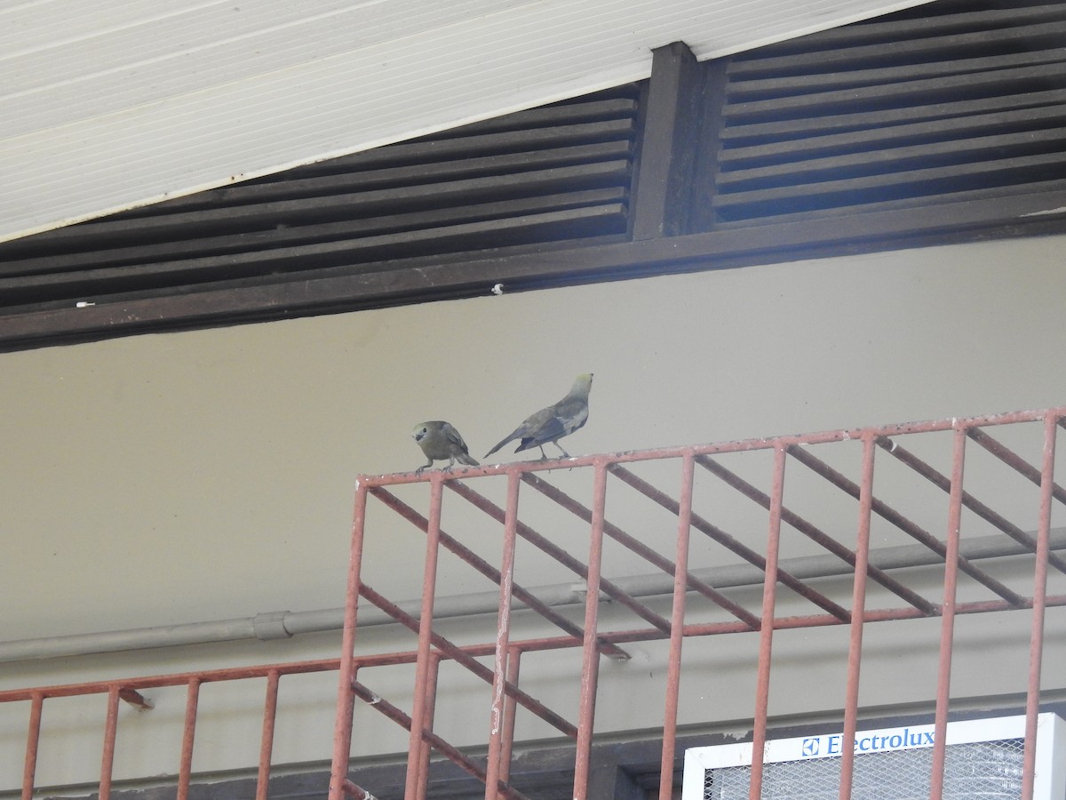 Tangara des palmiers - ML645259343