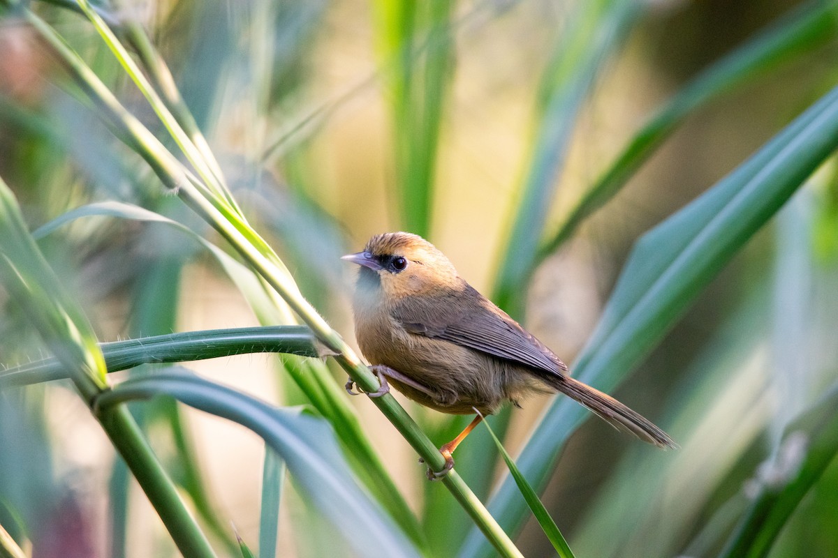 Black-chinned Babbler - ML645259346