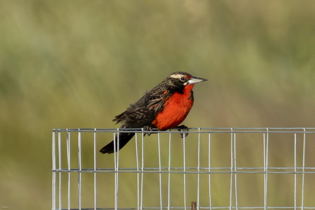 Pampas Meadowlark - ML645259349