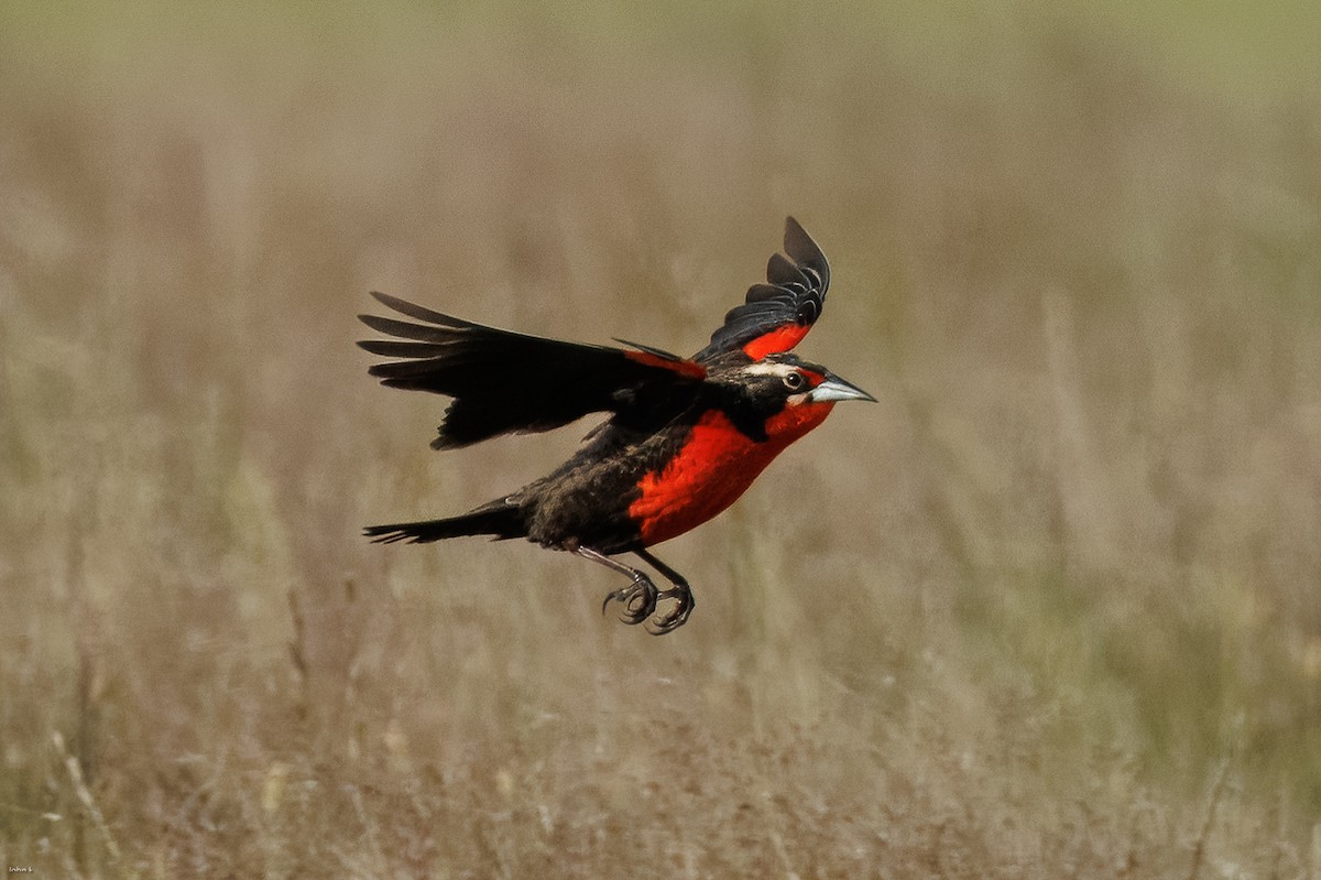 Pampas Meadowlark - ML645259350
