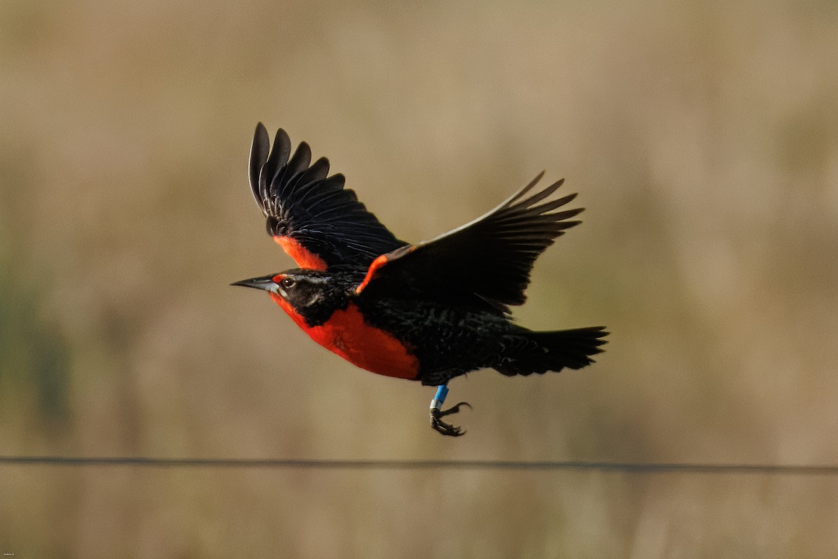 Pampas Meadowlark - ML645259351