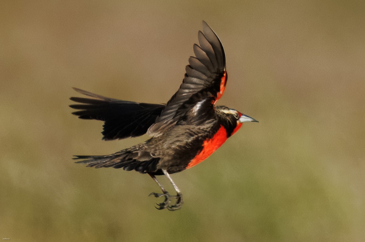 Pampas Meadowlark - ML645259352