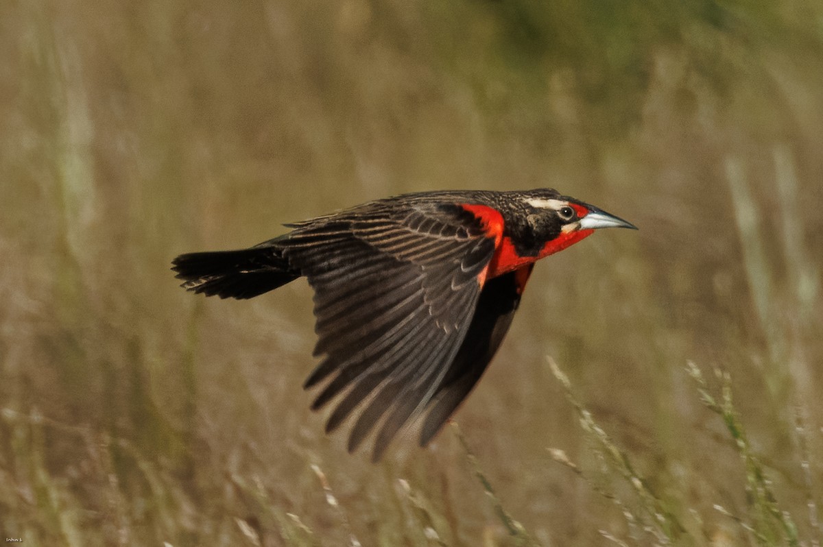 Pampas Meadowlark - ML645259353