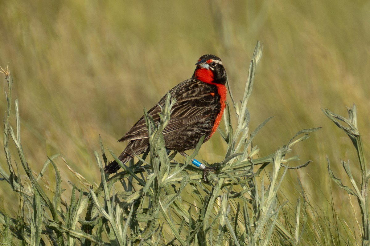 Pampas Meadowlark - ML645259354