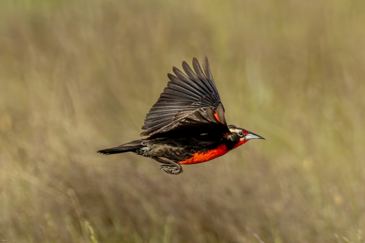 Pampas Meadowlark - ML645259356