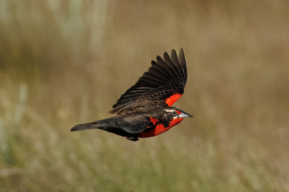 Pampas Meadowlark - ML645259357