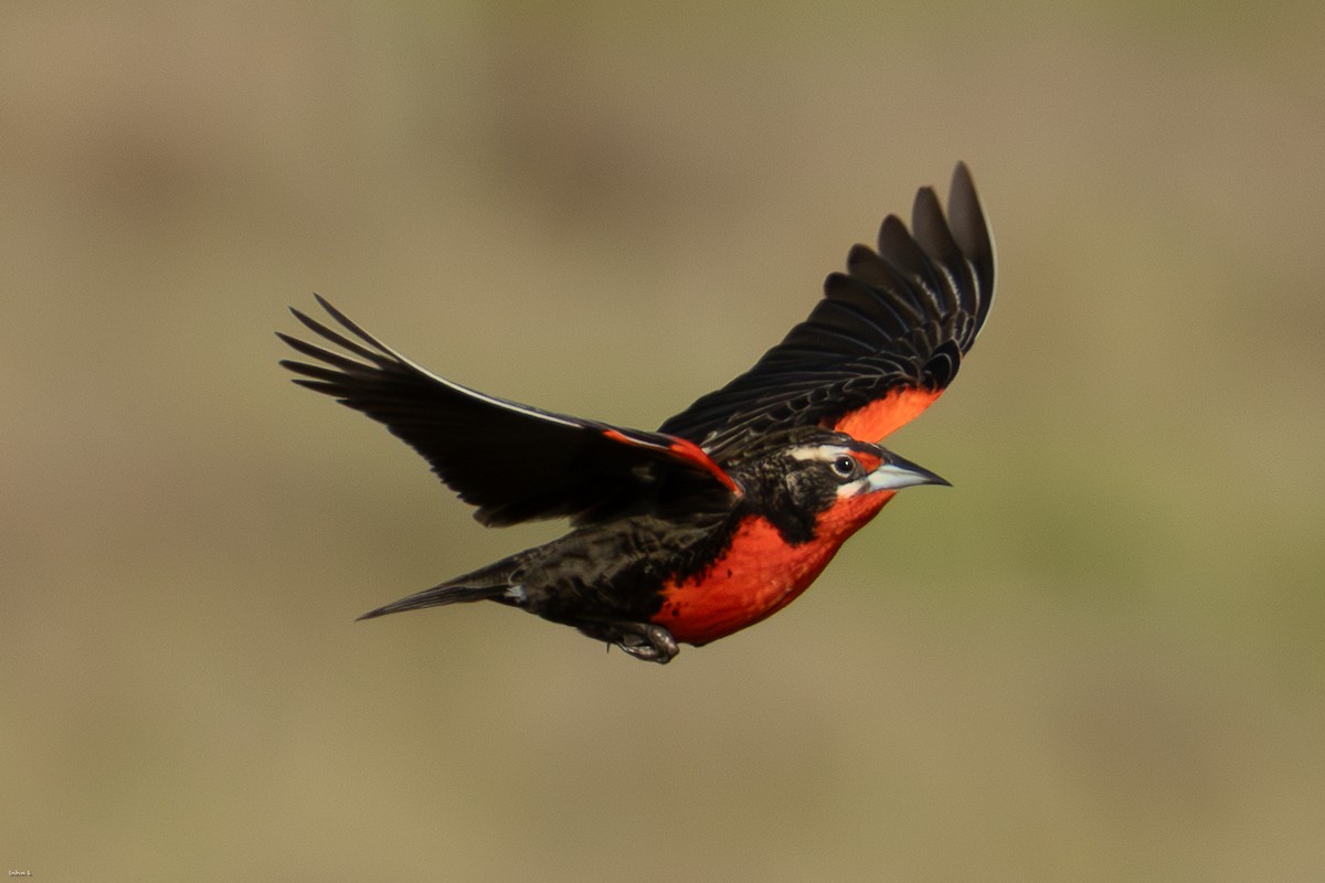 Pampas Meadowlark - ML645259358