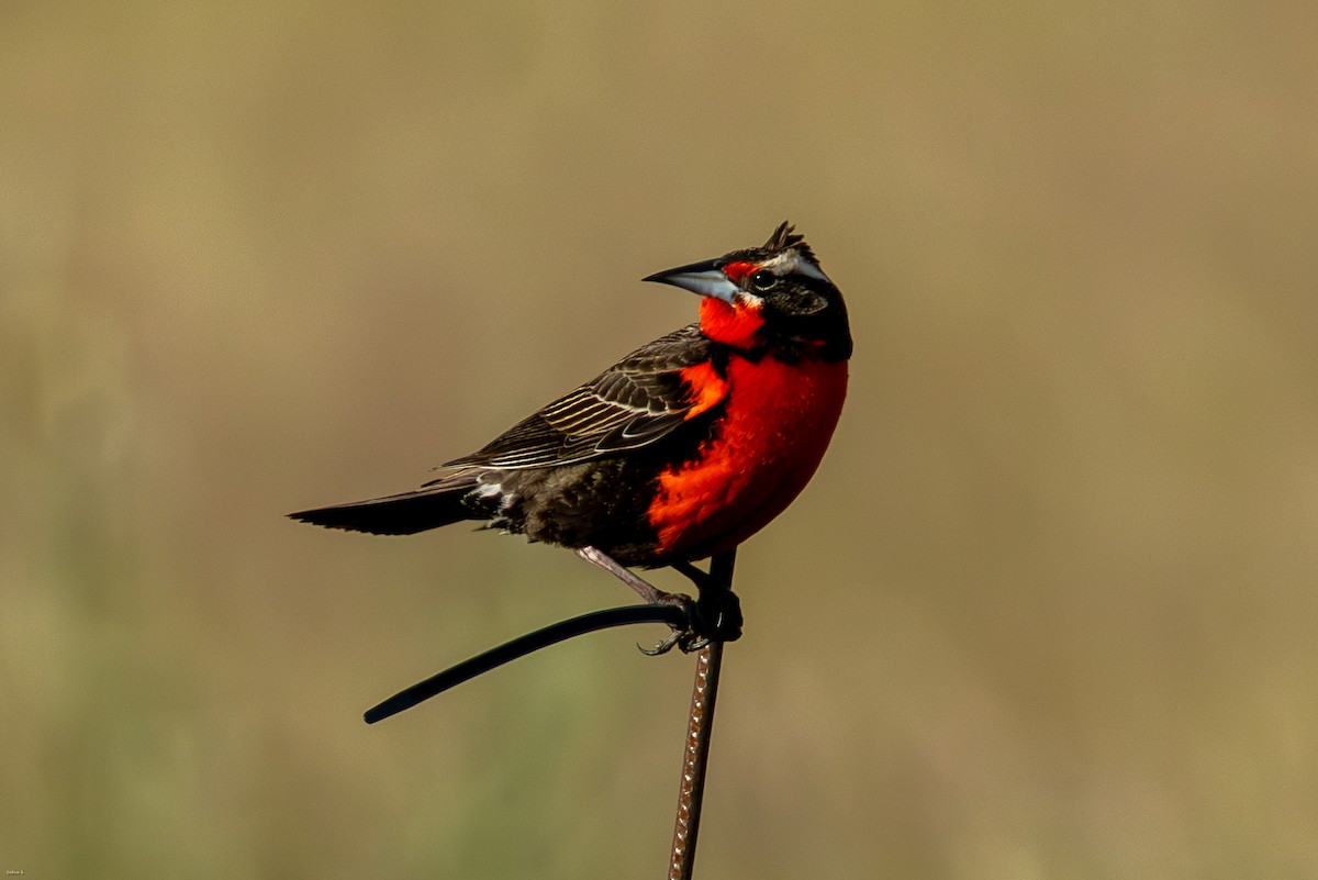 Pampas Meadowlark - ML645259359