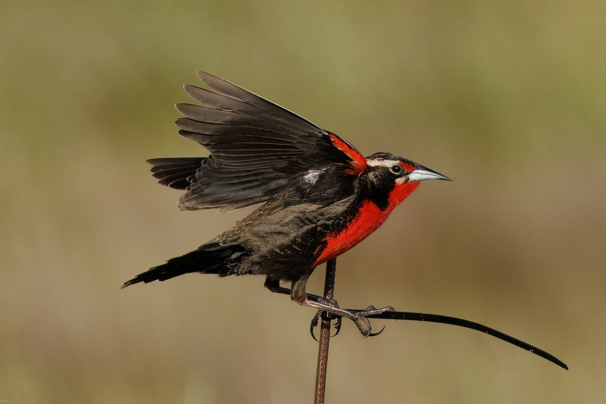 Pampas Meadowlark - ML645259360