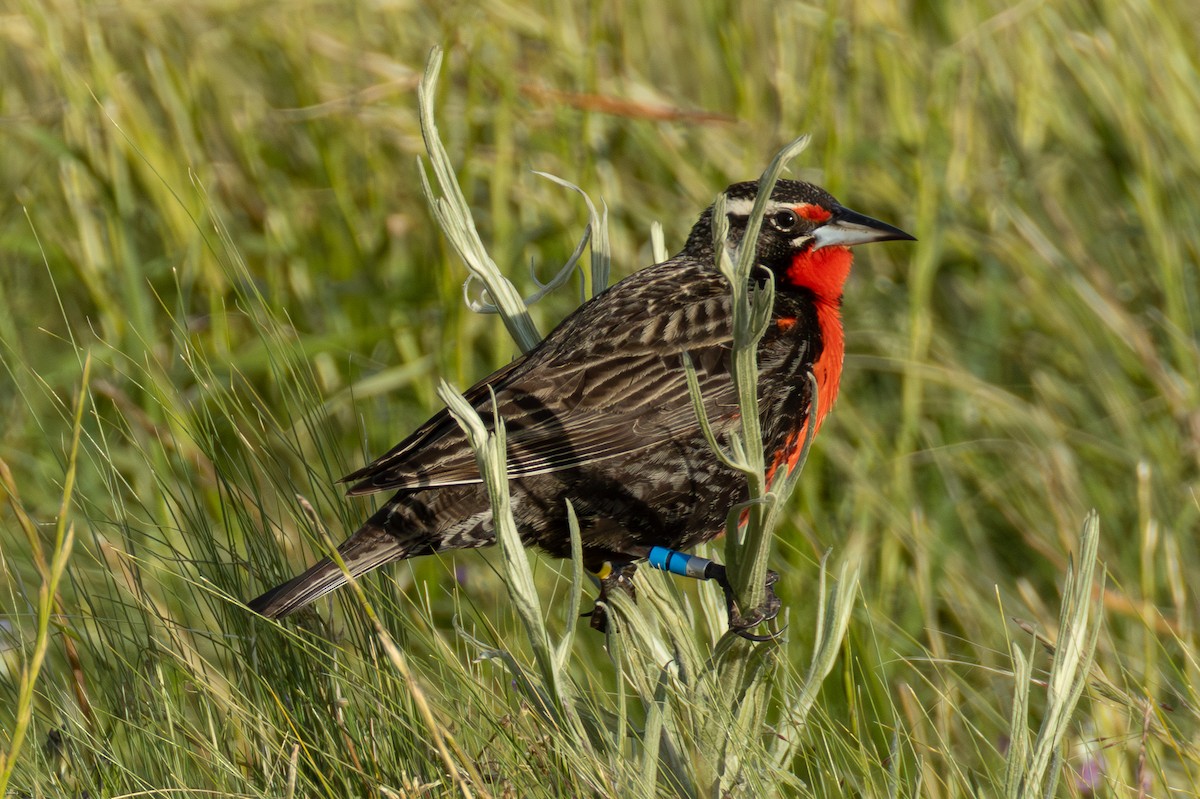 Pampas Meadowlark - ML645259361